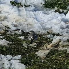 Motacilla alba