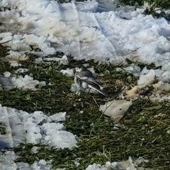 Motacilla alba