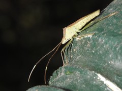 Dasynini