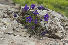 Campanula saxifraga