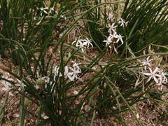 Trachyandra chlamydophylla