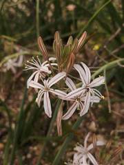 Trachyandra chlamydophylla