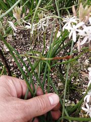 Trachyandra chlamydophylla