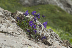 Campanula saxifraga
