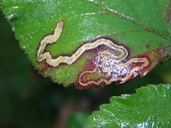 Stigmella rosaefoliella