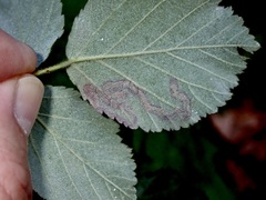 Stigmella rosaefoliella