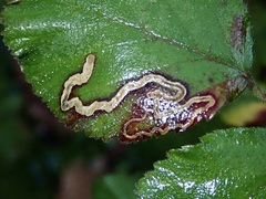 Stigmella rosaefoliella