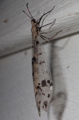 Dendroleon obsoletus