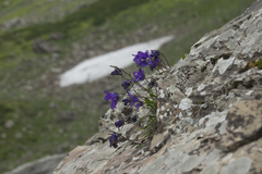 Campanula saxifraga