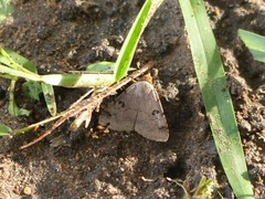 Erebidae