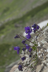 Campanula saxifraga