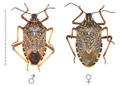 Apodiphus integriceps