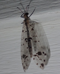 Dendroleon obsoletus