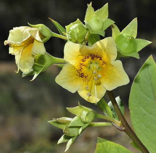 Andalusian Belladonna (Atropa baetica)