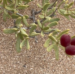 Nitraria billardierei