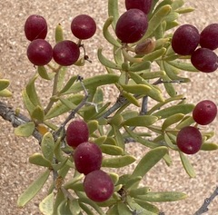 Nitraria billardierei