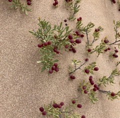 Nitraria billardierei