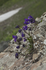 Campanula saxifraga