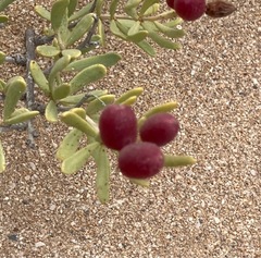 Nitraria billardierei