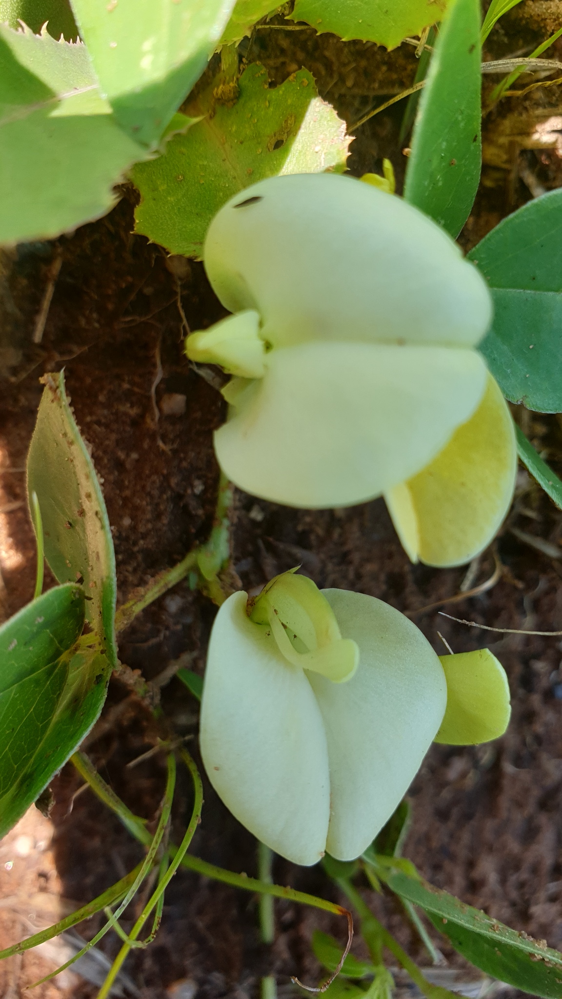 Macrotyloma coddii