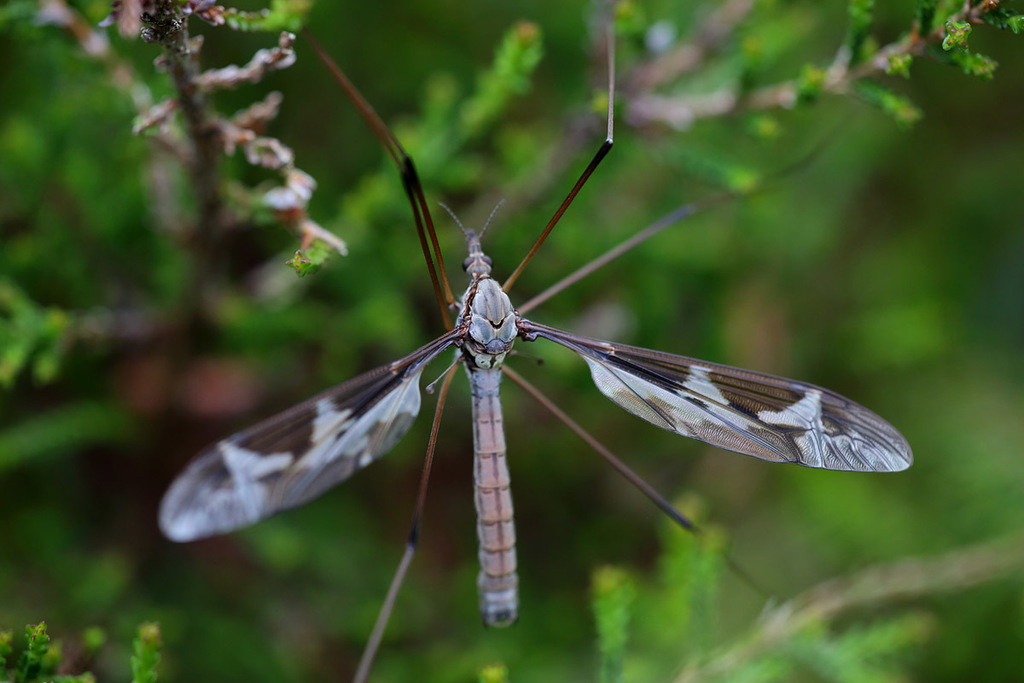 Acutipula