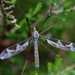 Acutipula - Photo (c) Erland Refling Nielsen, some rights reserved (CC BY-NC)