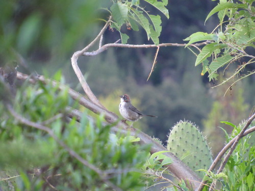 Melozone kieneri rubricata