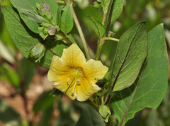 Atropa baetica