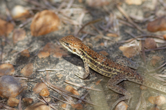 Ctenophorus isolepis