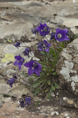 Campanula saxifraga