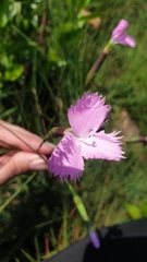 Dianthus zeyheri