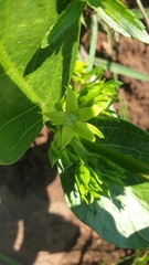 Vangueria latifolia