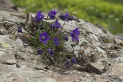 Campanula saxifraga