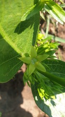Vangueria latifolia