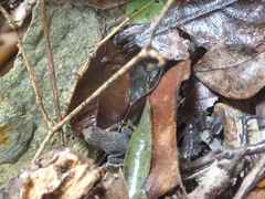 Ingerophrynus parvus