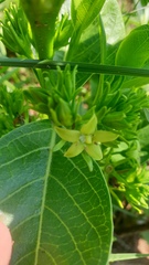Vangueria latifolia