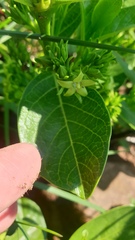 Vangueria latifolia