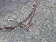 Limnonectes pseudodoriae