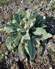 Verbascum mucronatum