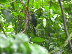 Dicrurus macrocercus