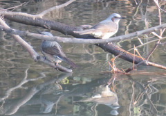 Hypsipetes amaurotis