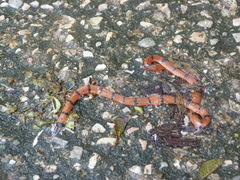 Calliophis maculiceps