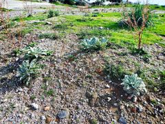 Verbascum mucronatum