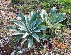 Verbascum mucronatum