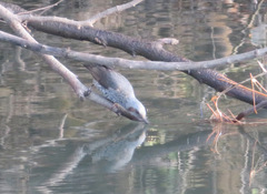 Hypsipetes amaurotis