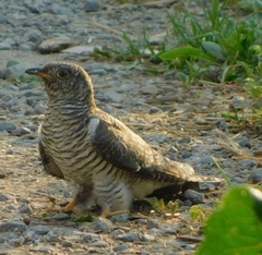 Cuculus canorus