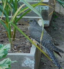 Cuculus canorus