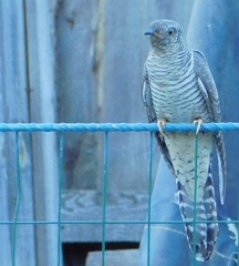 Cuculus canorus