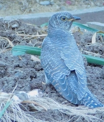 Cuculus canorus