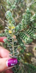 Clutia tomentosa